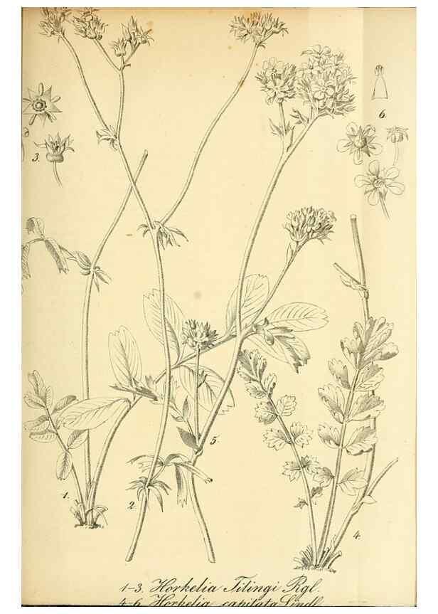 Reproducción/Reproduction 49704658546: Gartenflora.. Erlangen :F. Enke,1852-1940.. 