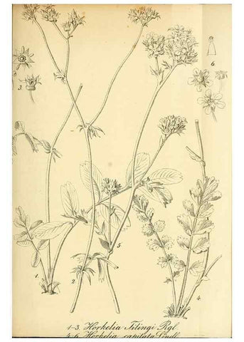 Reproducción/Reproduction 49704658546: Gartenflora.. Erlangen :F. Enke,1852-1940.. 