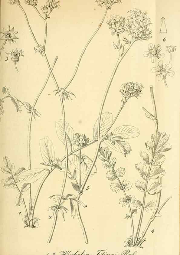Reproducción/Reproduction 49704658546: Gartenflora.. Erlangen :F. Enke,1852-1940.. 