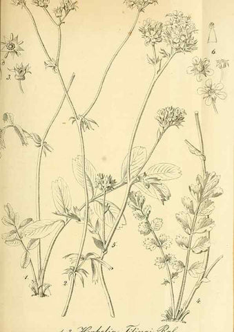 Reproducción/Reproduction 49704658546: Gartenflora.. Erlangen :F. Enke,1852-1940.. 