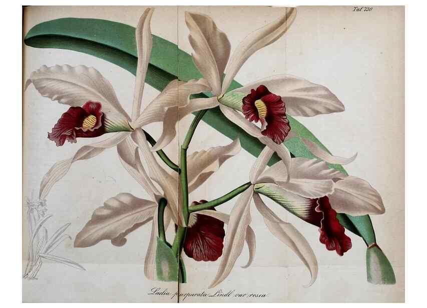 Reproducción/Reproduction 49704984927: Gartenflora.. Erlangen :F. Enke,1852-1940.. 