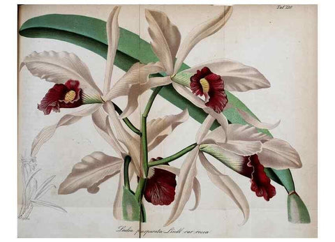 Reproducción/Reproduction 49704984927: Gartenflora.. Erlangen :F. Enke,1852-1940.. 