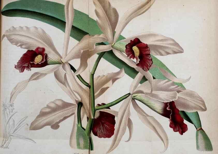 Reproducción/Reproduction 49704984927: Gartenflora.. Erlangen :F. Enke,1852-1940.. 