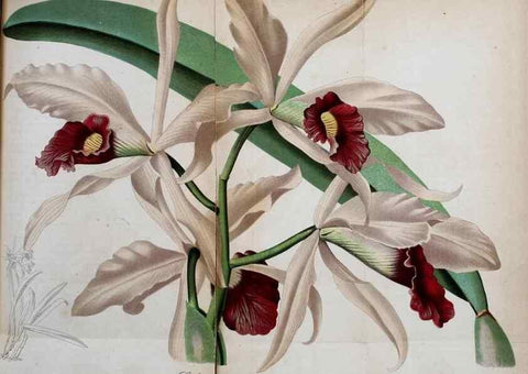 Reproducción/Reproduction 49704984927: Gartenflora.. Erlangen :F. Enke,1852-1940.. 