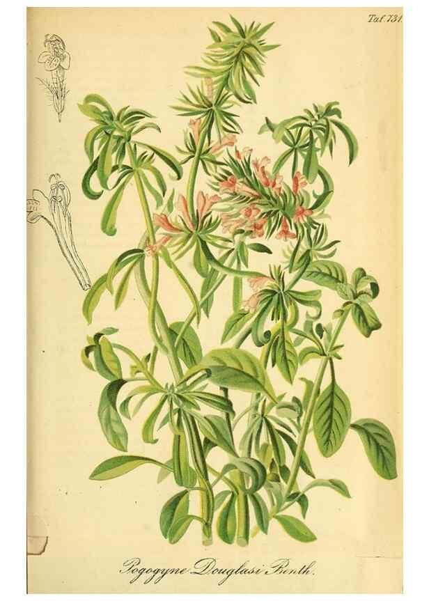 Reproducción/Reproduction 49704665691: Gartenflora.. Erlangen :F. Enke,1852-1940.. 