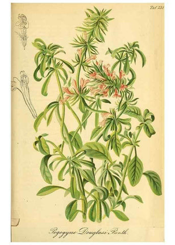 Reproducción/Reproduction 49704665691: Gartenflora.. Erlangen :F. Enke,1852-1940.. 