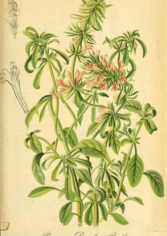 Reproducción/Reproduction 49704665691: Gartenflora.. Erlangen :F. Enke,1852-1940.. 