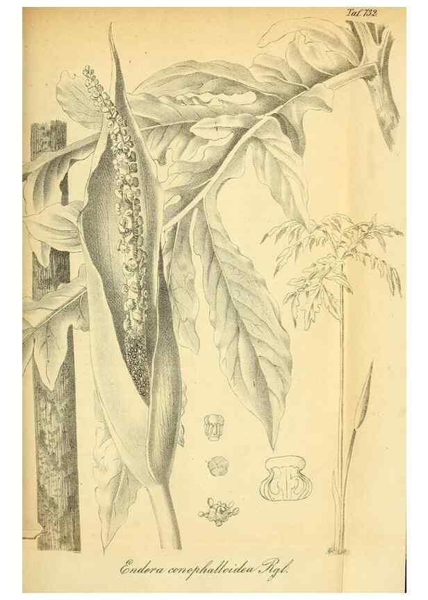 Reproducción/Reproduction 49704985542: Gartenflora.. Erlangen :F. Enke,1852-1940.. 