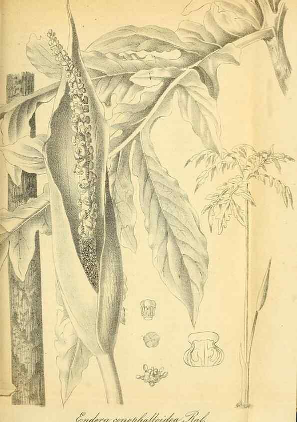 Reproducción/Reproduction 49704985542: Gartenflora.. Erlangen :F. Enke,1852-1940.. 