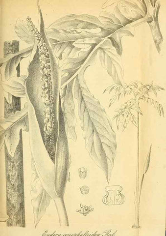 Reproducción/Reproduction 49704985542: Gartenflora.. Erlangen :F. Enke,1852-1940.. 