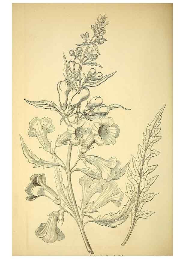 Reproducción/Reproduction 49704666421: Gartenflora.. Erlangen :F. Enke,1852-1940.. 