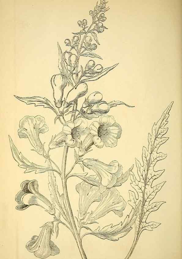 Reproducción/Reproduction 49704666421: Gartenflora.. Erlangen :F. Enke,1852-1940.. 