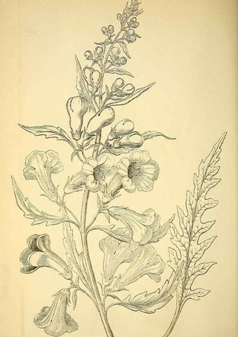 Reproducción/Reproduction 49704666421: Gartenflora.. Erlangen :F. Enke,1852-1940.. 