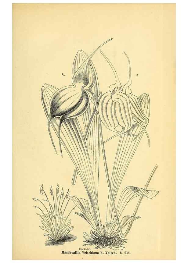 Reproducción/Reproduction 49704666836: Gartenflora.. Erlangen :F. Enke,1852-1940.. 