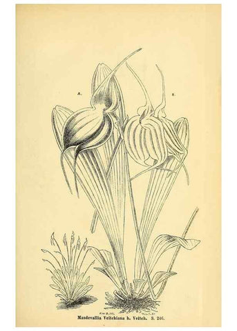 Reproducción/Reproduction 49704666836: Gartenflora.. Erlangen :F. Enke,1852-1940.. 