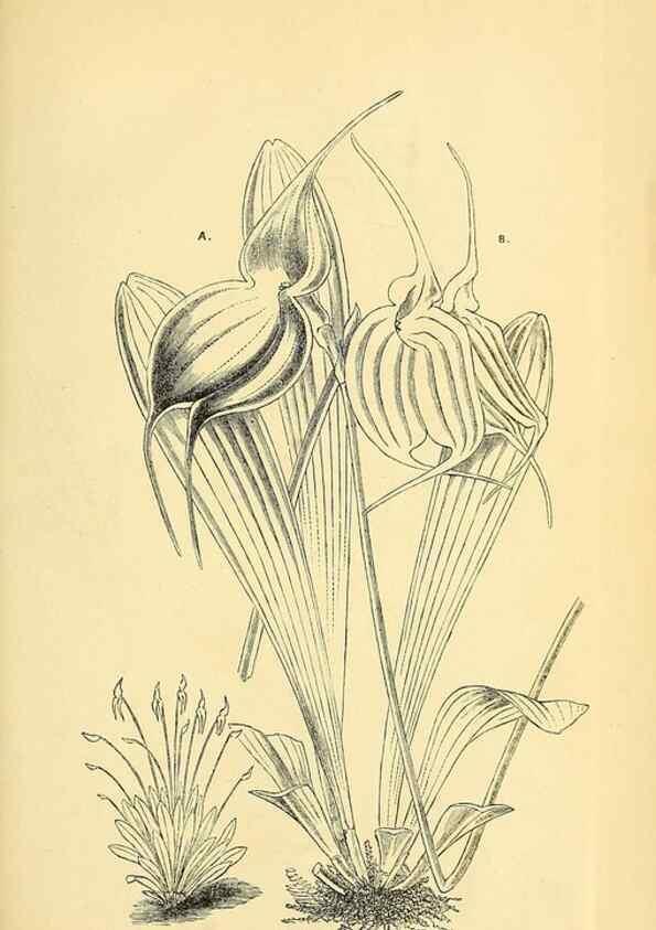 Reproducción/Reproduction 49704666836: Gartenflora.. Erlangen :F. Enke,1852-1940.. 