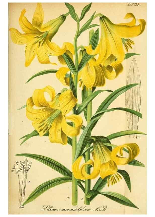 Reproducción/Reproduction 49704667121: Gartenflora.. Erlangen :F. Enke,1852-1940.. 