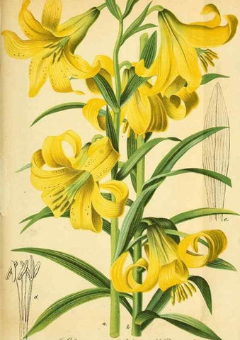 Reproducción/Reproduction 49704667121: Gartenflora.. Erlangen :F. Enke,1852-1940.. 