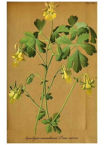 Reproducción/Reproduction 49704138238: Gartenflora.. Erlangen :F. Enke,1852-1940.. 