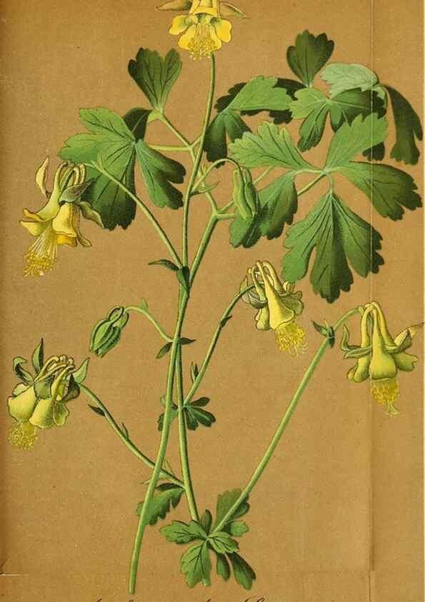 Reproducción/Reproduction 49704138238: Gartenflora.. Erlangen :F. Enke,1852-1940.. 