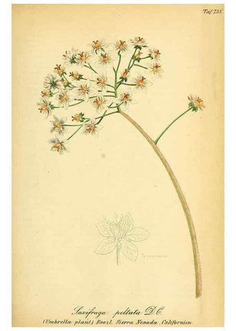 Reproducción/Reproduction 49704138568: Gartenflora.. Erlangen :F. Enke,1852-1940.. 
