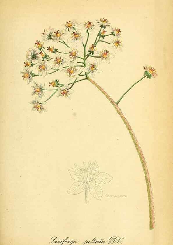 Reproducción/Reproduction 49704138568: Gartenflora.. Erlangen :F. Enke,1852-1940.. 