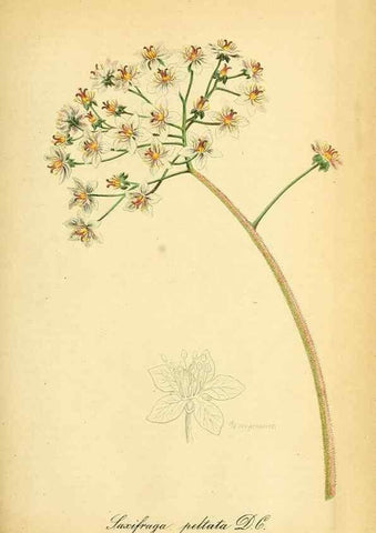 Reproducción/Reproduction 49704138568: Gartenflora.. Erlangen :F. Enke,1852-1940.. 