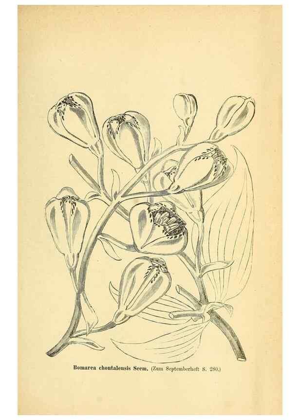 Reproducción/Reproduction 49704138938: Gartenflora.. Erlangen :F. Enke,1852-1940.. 