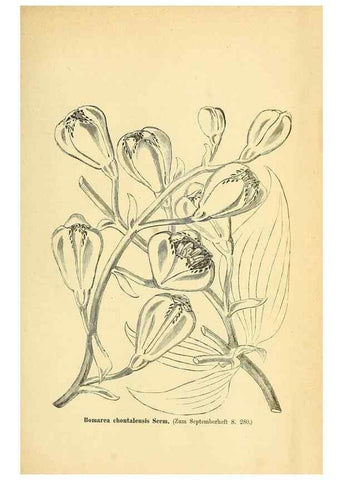 Reproducción/Reproduction 49704138938: Gartenflora.. Erlangen :F. Enke,1852-1940.. 