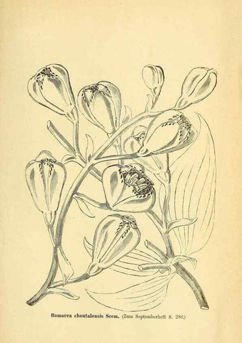 Reproducción/Reproduction 49704138938: Gartenflora.. Erlangen :F. Enke,1852-1940.. 