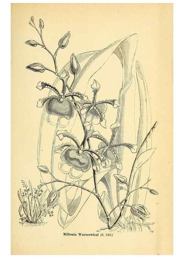 Reproducción/Reproduction 49704668796: Gartenflora.. Erlangen :F. Enke,1852-1940.. 