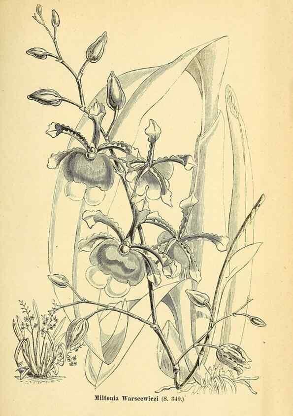 Reproducción/Reproduction 49704668796: Gartenflora.. Erlangen :F. Enke,1852-1940.. 