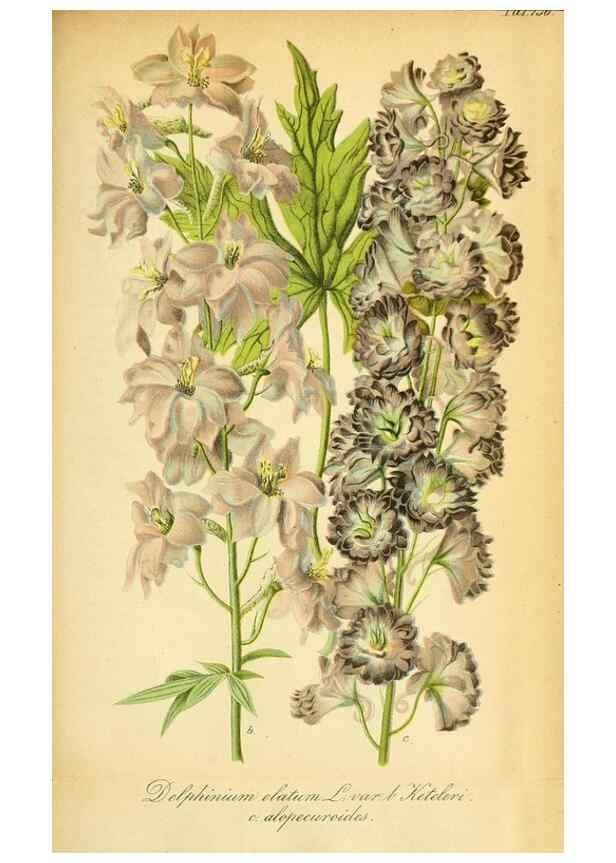 Reproducción/Reproduction 49704988412: Gartenflora.. Erlangen :F. Enke,1852-1940.. 
