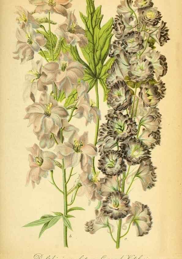Reproducción/Reproduction 49704988412: Gartenflora.. Erlangen :F. Enke,1852-1940.. 