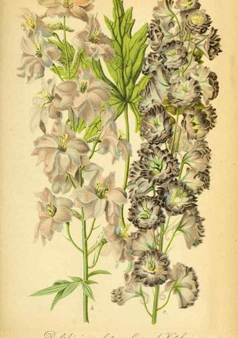 Reproducción/Reproduction 49704988412: Gartenflora.. Erlangen :F. Enke,1852-1940.. 