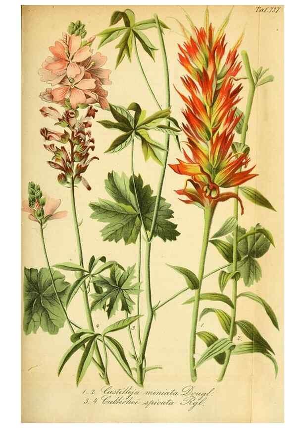 Reproducción/Reproduction 49704988712: Gartenflora.. Erlangen :F. Enke,1852-1940.. 