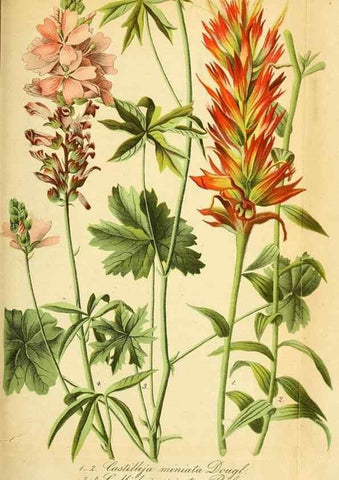 Reproducción/Reproduction 49704988712: Gartenflora.. Erlangen :F. Enke,1852-1940.. 