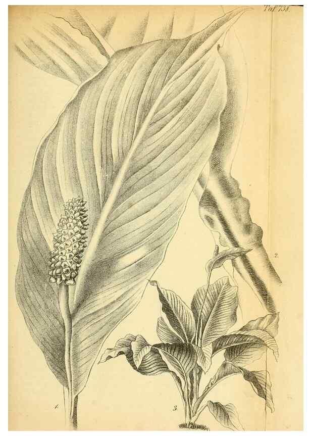 Reproducción/Reproduction 49704669756: Gartenflora.. Erlangen :F. Enke,1852-1940.. 