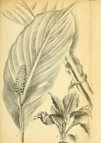 Reproducción/Reproduction 49704669756: Gartenflora.. Erlangen :F. Enke,1852-1940.. 