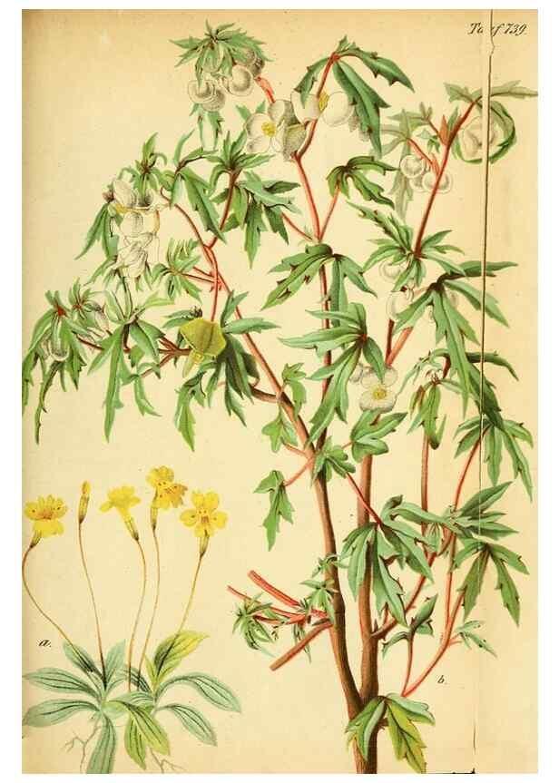Reproducción/Reproduction 49704670006: Gartenflora.. Erlangen :F. Enke,1852-1940.. 