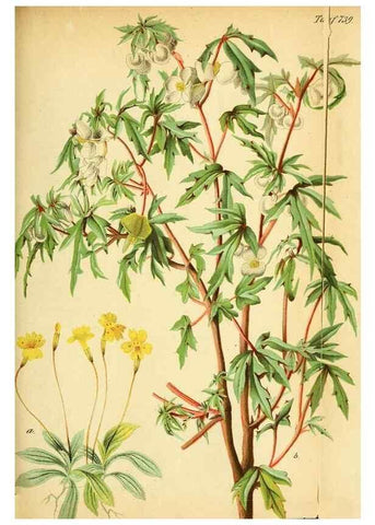 Reproducción/Reproduction 49704670006: Gartenflora.. Erlangen :F. Enke,1852-1940.. 