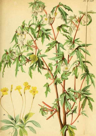 Reproducción/Reproduction 49704670006: Gartenflora.. Erlangen :F. Enke,1852-1940.. 