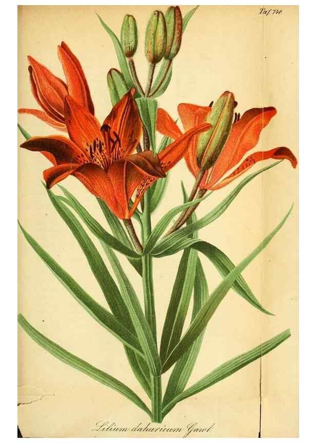 Reproducción/Reproduction 49704989627: Gartenflora.. Erlangen :F. Enke,1852-1940.. 