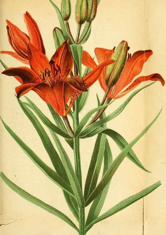Reproducción/Reproduction 49704989627: Gartenflora.. Erlangen :F. Enke,1852-1940.. 