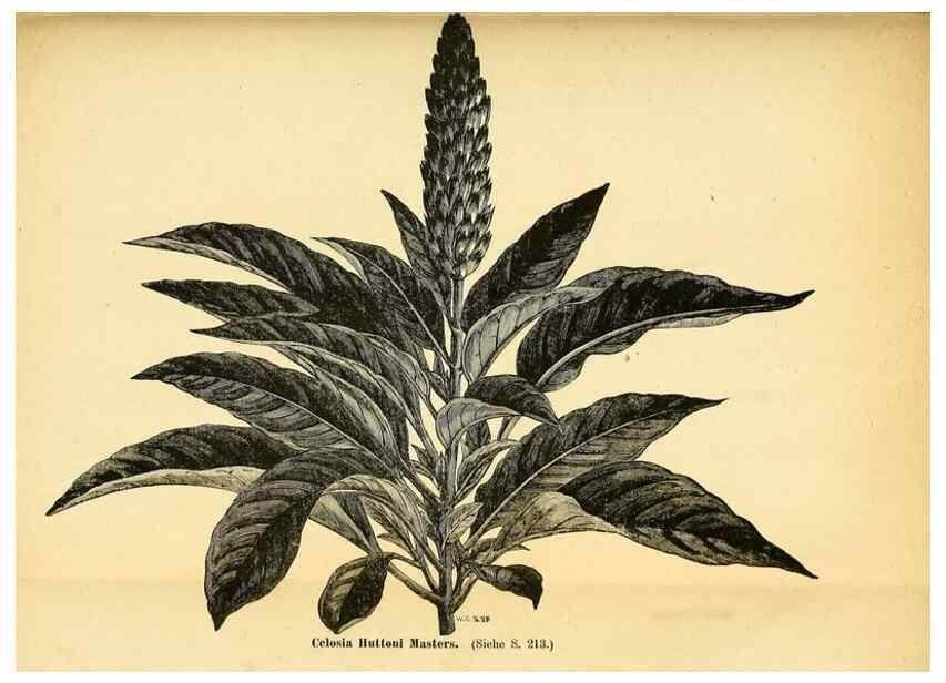 Reproducción/Reproduction 49704665151: Gartenflora.. Erlangen :F. Enke,1852-1940.. 