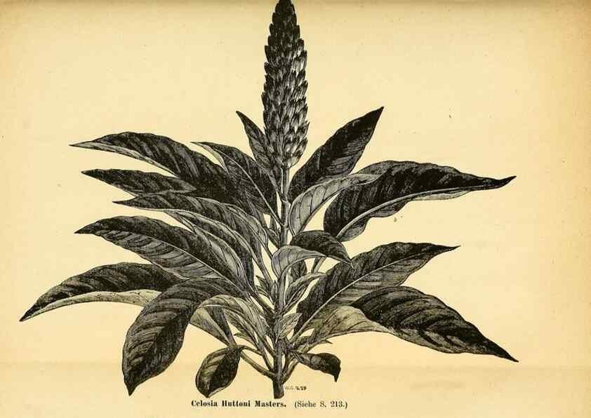 Reproducción/Reproduction 49704665151: Gartenflora.. Erlangen :F. Enke,1852-1940.. 