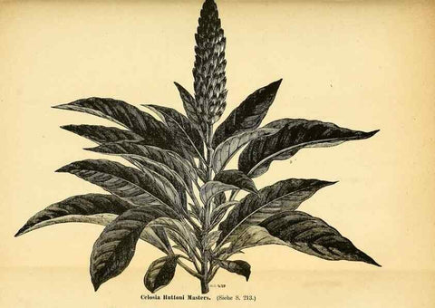 Reproducción/Reproduction 49704665151: Gartenflora.. Erlangen :F. Enke,1852-1940.. 