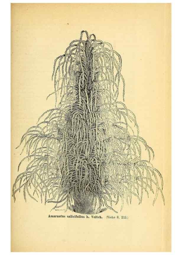 Reproducción/Reproduction 49704135563: Gartenflora.. Erlangen :F. Enke,1852-1940.. 