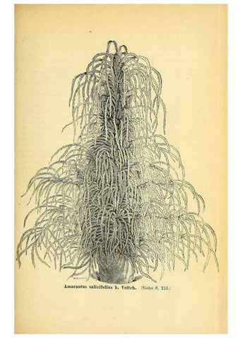 Reproducción/Reproduction 49704135563: Gartenflora.. Erlangen :F. Enke,1852-1940.. 