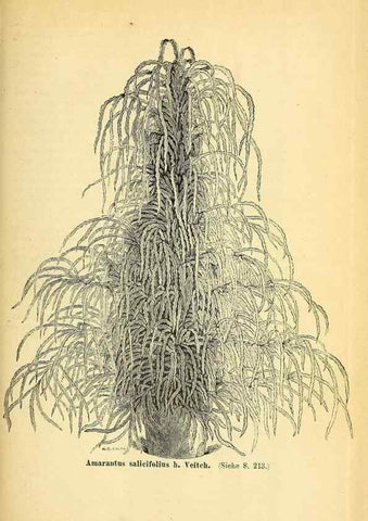 Reproducción/Reproduction 49704135563: Gartenflora.. Erlangen :F. Enke,1852-1940.. 